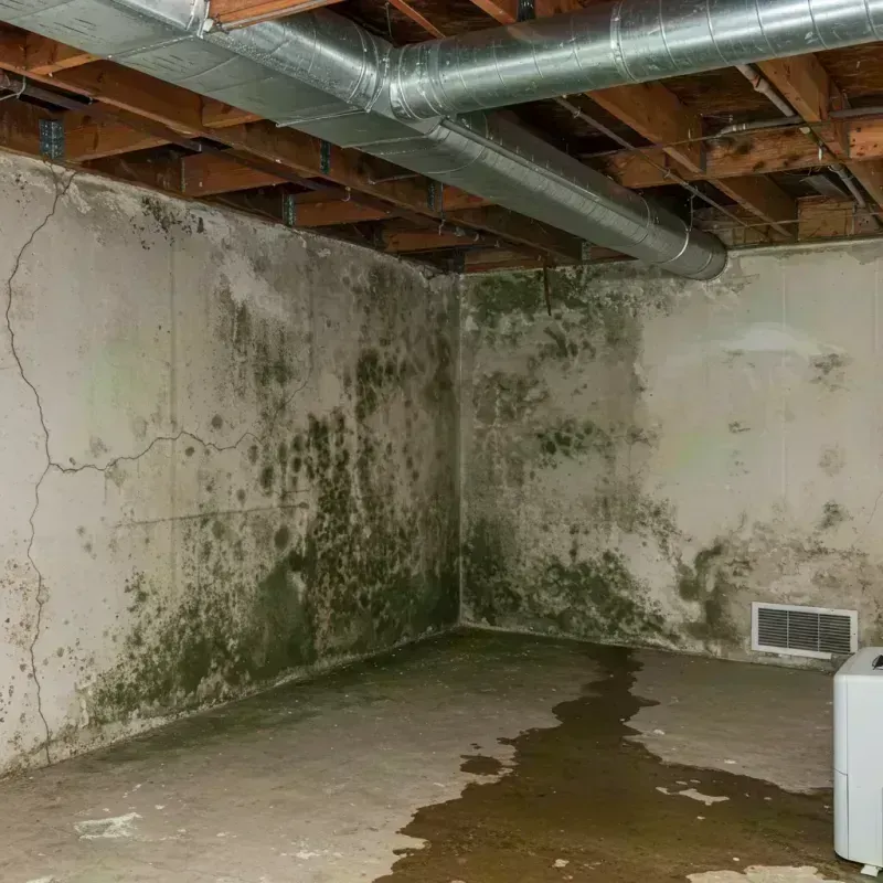 Professional Mold Removal in Cook County, IL